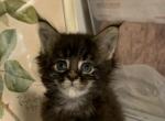 Violett - Maine Coon Cat For Sale - Lanoka Harbor&comma; NJ&comma; US