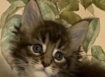 tiger  one - Maine Coon Cat For Sale - Lanoka Harbor&comma; NJ&comma; US