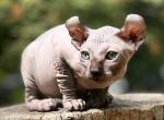 Odin - Sphynx Cat For Sale - Pembroke Pines&comma; FL&comma; US