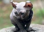 Odry - Sphynx Cat For Sale - Pembroke Pines&comma; FL&comma; US