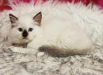 Chocolate point mitted - Ragdoll Cat For Sale - Cookeville&comma; TN&comma; US