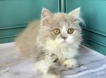 Tim - British Shorthair Cat For Sale - Glendale&comma; CA&comma; US