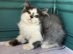Timo - British Shorthair Cat For Sale - Glendale&comma; CA&comma; US