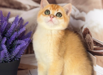 Lucky - British Shorthair Cat For Sale - Glendale&comma; CA&comma; US