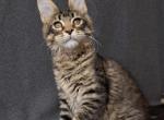 Stephania - Maine Coon Cat For Sale - Charlotte&comma; NC&comma; US