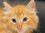 pumpkin - Domestic Cat For Sale - New Holland&comma; PA&comma; US