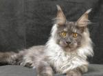 Bosco - Maine Coon Cat For Sale - Miami&comma; FL&comma; US