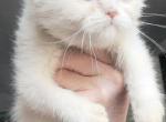 White blue eyed bsh female - British Shorthair Cat For Sale - Woodburn&comma; IN&comma; US