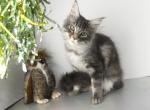 Blue Sky - Maine Coon Cat For Sale - Union City&comma; MI&comma; US