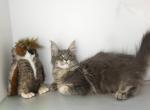 Wonder Woman - Maine Coon Cat For Sale - Union City&comma; MI&comma; US