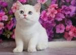 Ernest - British Shorthair Cat For Sale - Brooklyn&comma; NY&comma; US