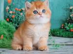 Gordon - British Shorthair Cat For Sale - Brooklyn&comma; NY&comma; US