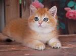 Gerald - British Shorthair Cat For Sale - Brooklyn&comma; NY&comma; US