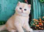 Gideon - British Shorthair Cat For Sale - Brooklyn&comma; NY&comma; US