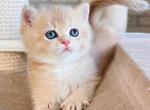 Asya - British Shorthair Cat For Sale - Brooklyn&comma; NY&comma; US