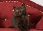 Anthony - British Shorthair Cat For Sale - Brooklyn&comma; NY&comma; US