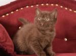 Axton - British Shorthair Cat For Sale - Brooklyn&comma; NY&comma; US