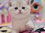 Vladis - British Shorthair Cat For Sale - Brooklyn&comma; NY&comma; US