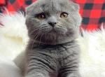 Boston - Scottish Fold Cat For Sale - Brooklyn&comma; NY&comma; US