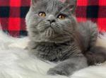Bar&oacute;n - British Shorthair Cat For Sale - Brooklyn&comma; NY&comma; US