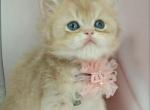 Tesla - British Shorthair Cat For Sale - Brooklyn&comma; NY&comma; US
