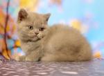 Bourbon - British Shorthair Cat For Sale - Brooklyn&comma; NY&comma; US