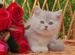 Garry - British Shorthair Cat For Sale - Brooklyn&comma; NY&comma; US