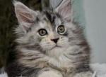 Zhasmin - Maine Coon Cat For Sale - Brooklyn&comma; NY&comma; US