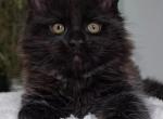 Yaguar - Maine Coon Cat For Sale - Brooklyn&comma; NY&comma; US