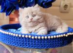 Zahar - British Shorthair Cat For Sale - Brooklyn&comma; NY&comma; US