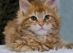 Yason - Maine Coon Cat For Sale - Brooklyn&comma; NY&comma; US