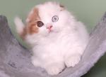 Naum - Scottish Fold Cat For Sale - Brooklyn&comma; NY&comma; US
