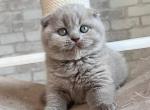 Oliver - Scottish Fold Cat For Sale - Brooklyn&comma; NY&comma; US