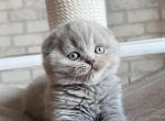 Billy - Scottish Fold Cat For Sale - Brooklyn&comma; NY&comma; US