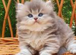 Kuzya - British Shorthair Cat For Sale - Brooklyn&comma; NY&comma; US
