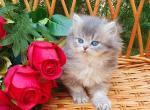 Kvitka - British Shorthair Cat For Sale - Brooklyn&comma; NY&comma; US