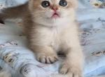 Caesar - British Shorthair Cat For Sale - Brooklyn&comma; NY&comma; US