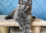 Gerda - Maine Coon Cat For Sale - Brooklyn&comma; NY&comma; US