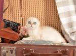 Xabier - Scottish Fold Cat For Sale - Brooklyn&comma; NY&comma; US