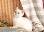 Xantos - Scottish Straight Cat For Sale - Brooklyn&comma; NY&comma; US