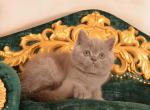 William - British Shorthair Cat For Sale - Brooklyn&comma; NY&comma; US