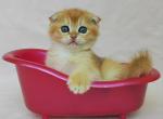 Ironman - Scottish Fold Cat For Sale - Brooklyn&comma; NY&comma; US