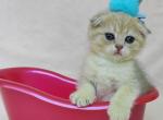 Jasmine - Scottish Fold Cat For Sale - Brooklyn&comma; NY&comma; US