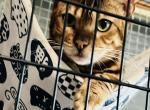 BOKI - Bengal Cat For Sale - Brooklyn Park&comma; MN&comma; US