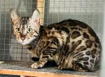 BOBA - Bengal Cat For Sale - Brooklyn Park&comma; MN&comma; US