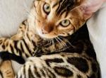 MISO - Bengal Cat For Sale - Brooklyn Park&comma; MN&comma; US