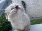 Dixie READY OCTOBER 2 - Ragdoll Cat For Sale - Mount Joy&comma; PA&comma; US