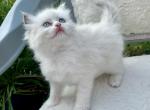Daisy ready October 2 - Ragdoll Cat For Sale - Mount Joy&comma; PA&comma; US