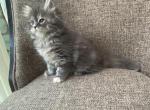Girl Siberian Purebred Blue Silver Torbie - Siberian Cat For Sale - Old Bridge&comma; NJ&comma; US