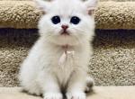 Lily - British Shorthair Cat For Sale - OR&comma; US
